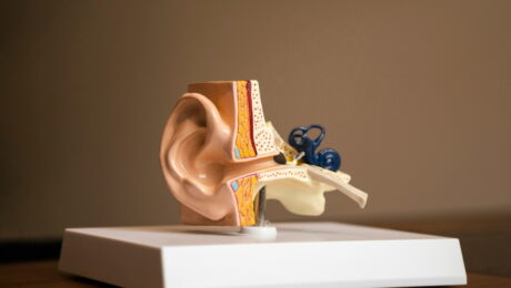 Conceptos básicos sobre audición